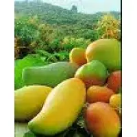 RUC 10422275644 - Asociacion de Productores Piura