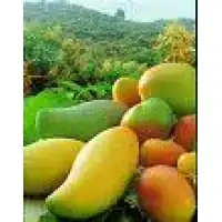 Anuncia en Línea | Publica tu Negocio Gratis y Aumenta tu Visibilidad - RUC 10422275644 - Asociacion de Productores Piura