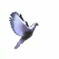 Anuncia en Línea | Publica tu Negocio Gratis y Aumenta tu Visibilidad - RUC 10094843761 - REDES & TRAMPAS P & P